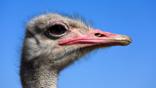 Profile shot of an ostrich