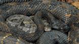 Adult timber rattlesnake coiled around its young
