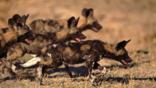 African wild dogs hunting
