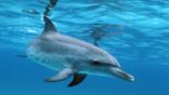 A spotted dolphin underwater
