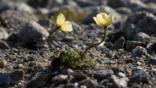 Arctic poppies growing on Ellesmere Is. Canada