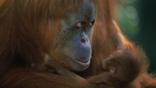 Female Sumatran orangutan with her baby