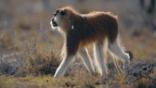 Patas monkey walking