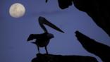 Silhouette of an Australian pelican