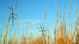 Giant stick insects perched on grass
