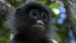 Phayre's leaf monkey portrait