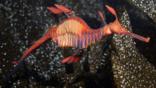 A weedy sea dragon