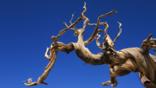 A bristlecone pine branch