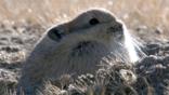 Plateau pika sitting on the ground