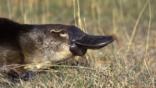 Profile of a duck-billed platypus