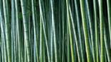 A dense group of bamboo stems in the woods