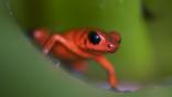 Strawberry poison-dart frog sitting on leaf