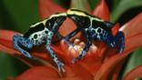 Two colourful dyeing poison arrow frogs touching noses