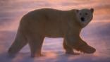 Polar bear walking through wind-blown snow at sunset