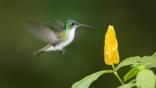 Andean emerald hummingbird feeding at a yellow flower