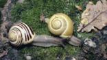 Two white-lipped snails on moss, one with a plain shell and the other with a striped shell