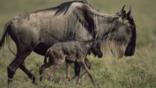 Wildebeest walking with a newborn calf