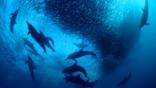 Long-beaked common dolphins circling a sardine baitball