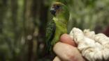 Pygmy parrot perched on a flower