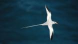 Red billed tropicbird flying over the sea