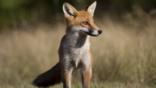 A red fox on the prowl