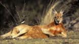 Kangaroo hopping lying on dry grassland