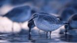 Knots feeding at low tide