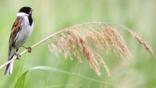 Female reed bunting perched on a reed stem