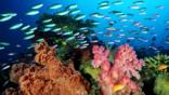 Coral reefs off of Fiji 