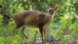 Male muntjac deer in British woodland