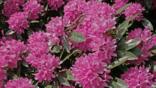 Rhododendrons in bloom in the Lake District