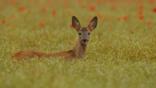A male roe deer fawn looks alert