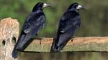 Two rooks perched on fence post