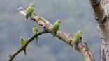 Five rose-ringed parakeets perched on a tree branch
