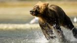 Grizzly bear running through water