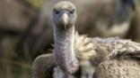 Ruppell's griffon vulture