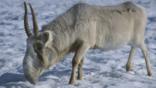 Male saiga antelope walking on snow