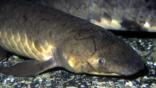 An Australian lungfish