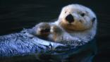A sea otter floating on its back