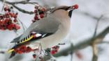 Waxwing with a red berry in its beak