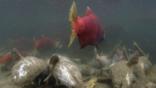 Sockeye salmon swimming over dead salmon at spawning ground