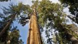 Looking up the trunk of a giant sequoia