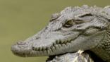 Siamese crocodile resting its head