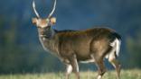Sika stag in autumn