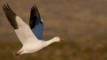 A snow goose in flight