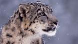 Snow leopard portrait