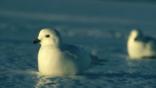 Snow petrels sitting on ice