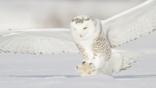 Snowy owl hunting for prey in winter snow 
