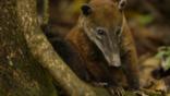 South American coati at the base of a tree