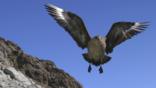 South polar skua flying towards camera